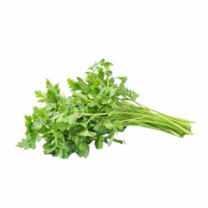 CORIANDER