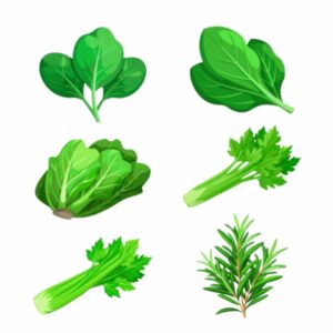 Leafy greens / Salad vegetables